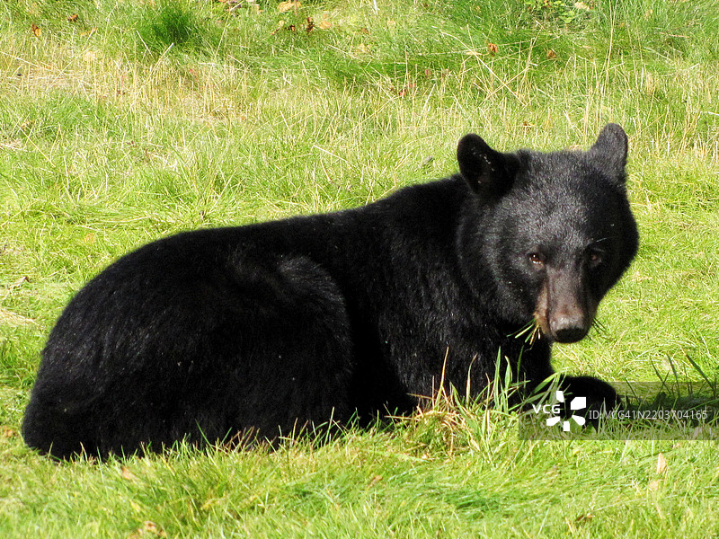 阿拉斯加基奈国家野生动物保护区的一只黑熊图片素材