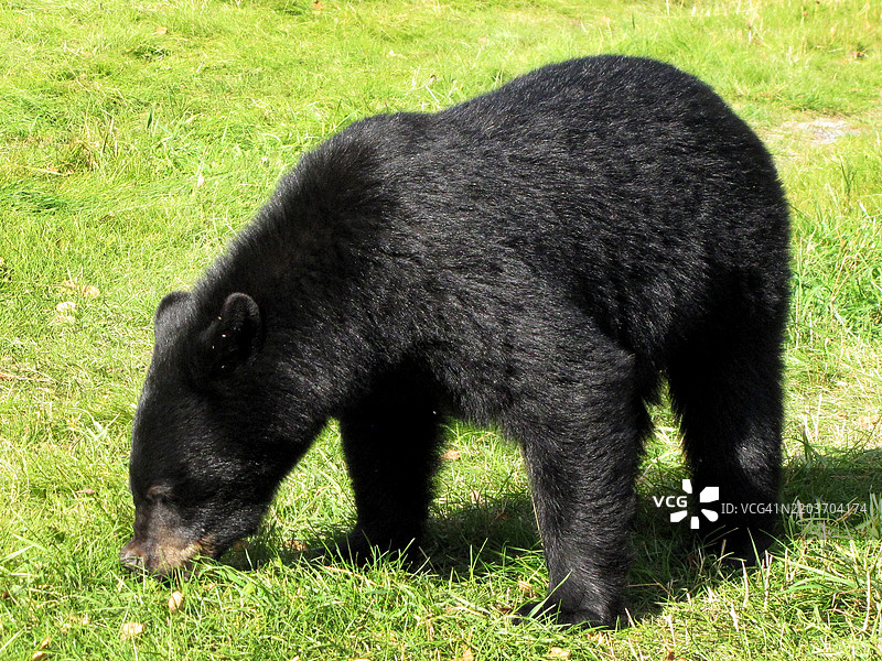 阿拉斯加基奈国家野生动物保护区的一只黑熊图片素材