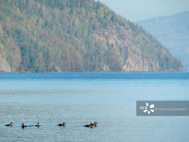 白翅黑鸭在阿拉斯加基奈国家野生动物保护区的湖面上游泳图片素材