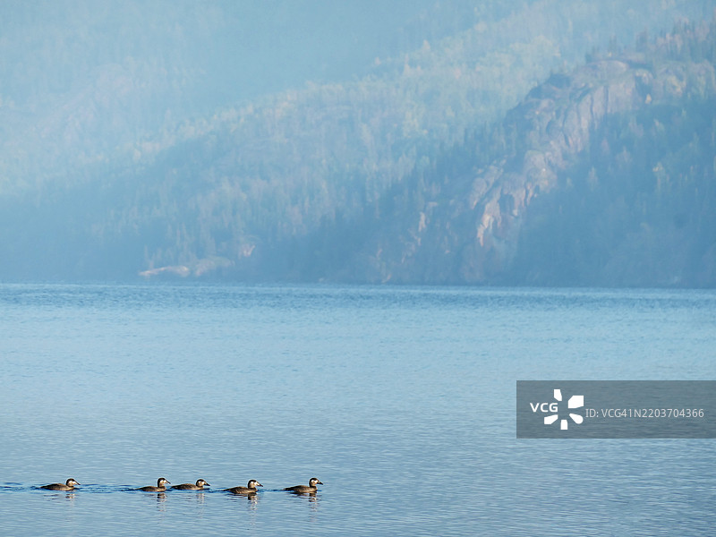 白翅黑鸭在阿拉斯加基奈国家野生动物保护区的湖面上游泳图片素材