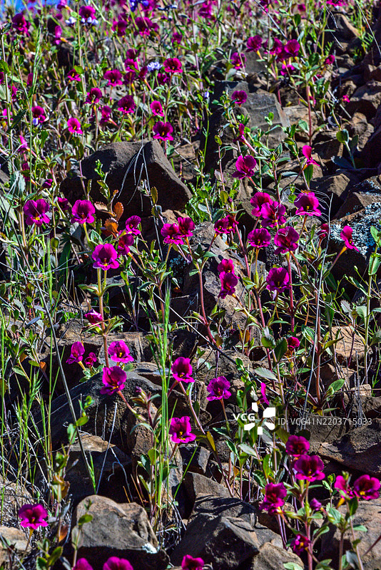 凯洛格猴花 - Mimulus kelloggii - 加利福尼亚北部桌山生态保护区的野花图片素材