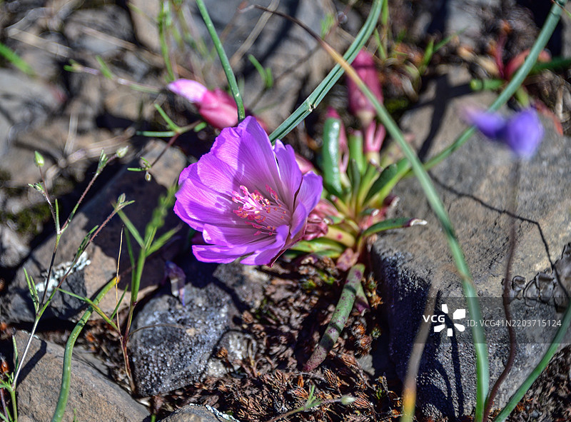 苦根花 - Lewisia rediviva - 来自蒙蒂亚科的野花，生长于北加州的桌山生态保护区特写。图片素材