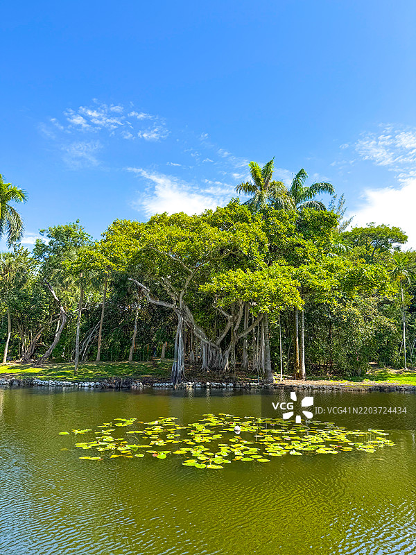 博内特庄园湿地的阳台景观，劳德代尔堡图片素材