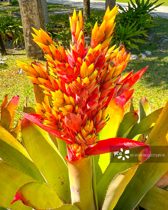 佛罗里达州劳德代尔堡的红色生长中心的凤梨科植物图片素材