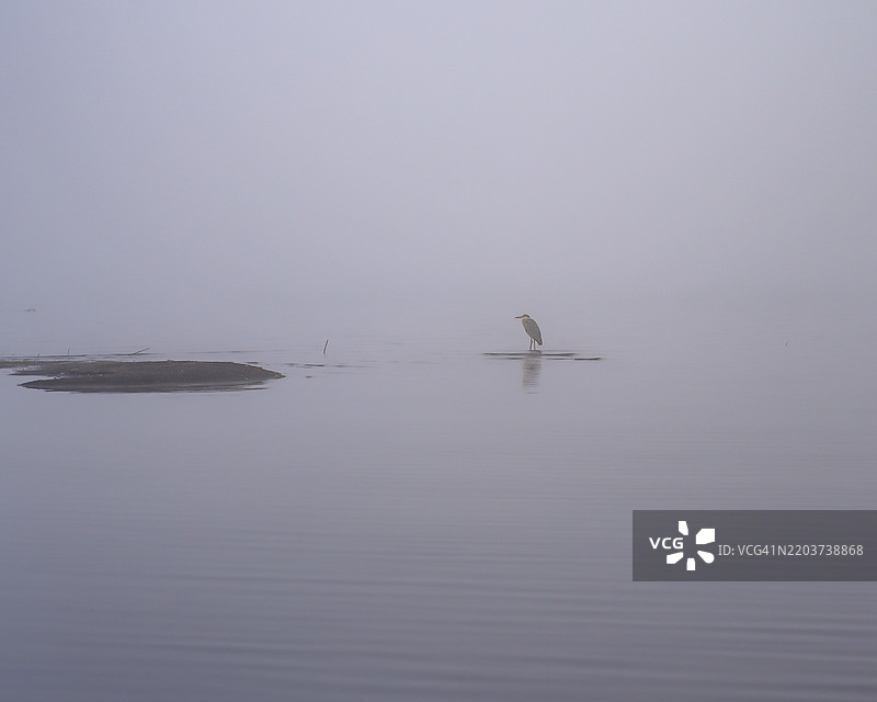 雾中的一只蓝鹭图片素材