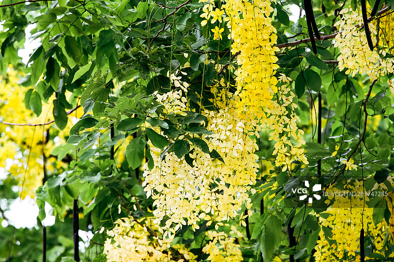 曼谷的金雨树在宋干节泰国新年期间盛开图片素材