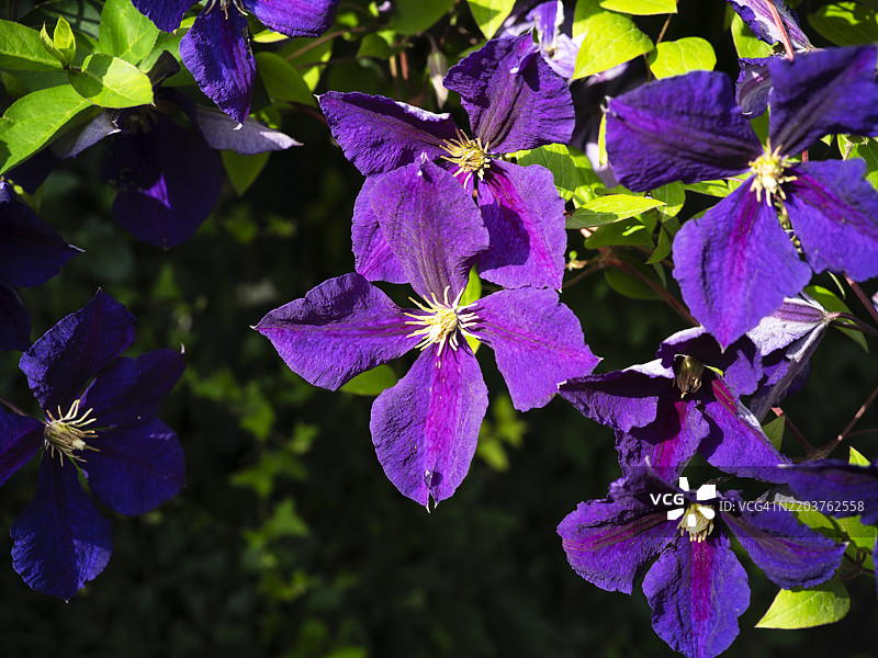 朗格尔斯的乌尔维尔蒂布奇花特写镜头图片素材