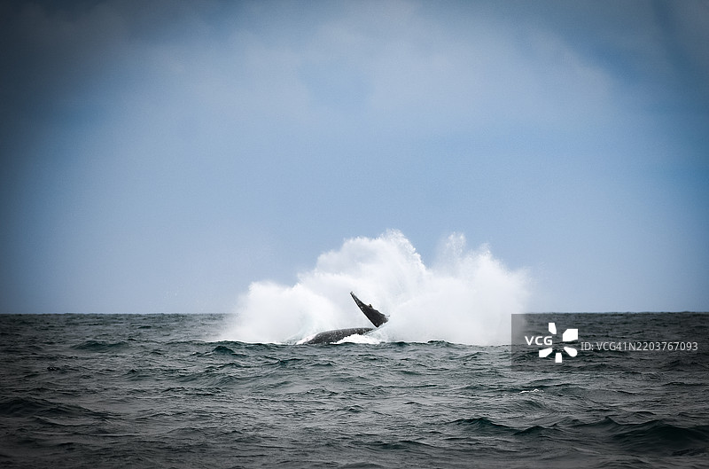 加蓬的鲸鱼在迪尼斯角半岛 - 洛昂戈和庞加拉图片素材