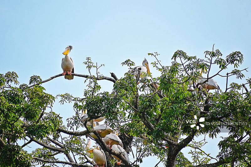 加蓬鹈鹕在迪尼斯角半岛 - 洛昂戈和庞加拉图片素材