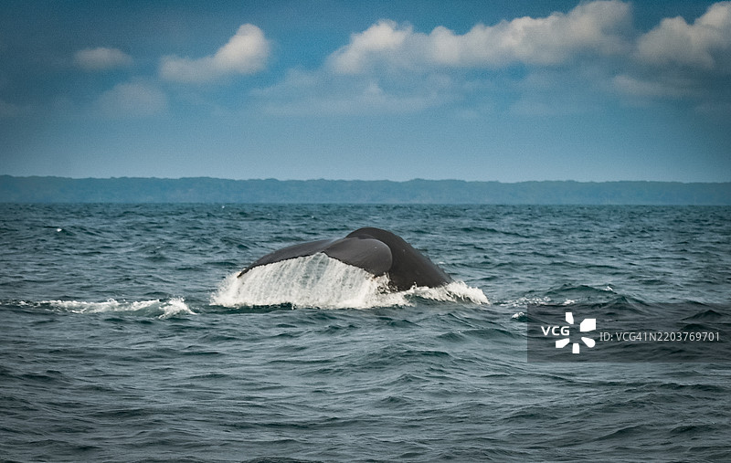 加蓬的鲸鱼在迪尼斯角半岛 - 洛昂戈和庞加拉图片素材