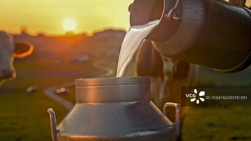 农民在日出时将新鲜牛奶倒入金属罐中图片素材
