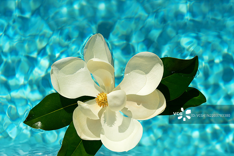 盛开的美丽玉兰花蕾与绿色叶子，背景是蓝色波浪水面。图片素材