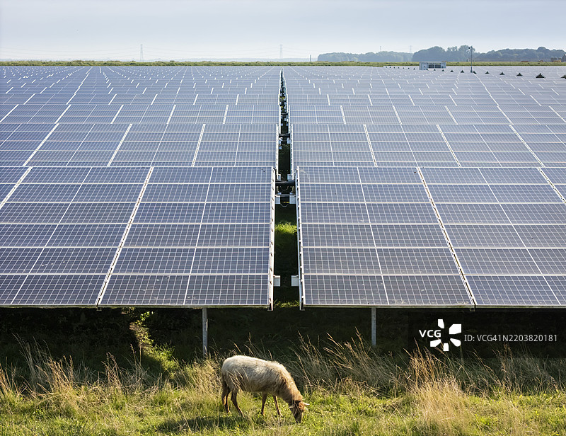 农场上羊群在太阳能板下吃草图片素材