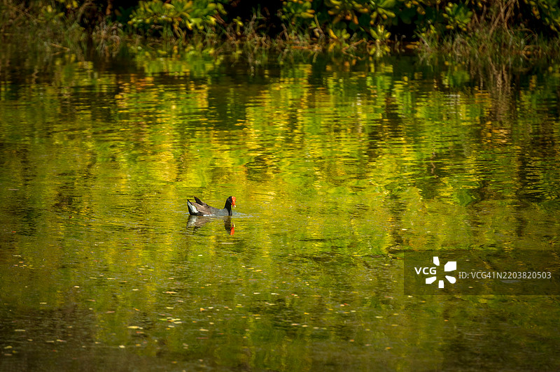 濒危的夏威夷水鸡在湿地恢复区被发现。图片素材
