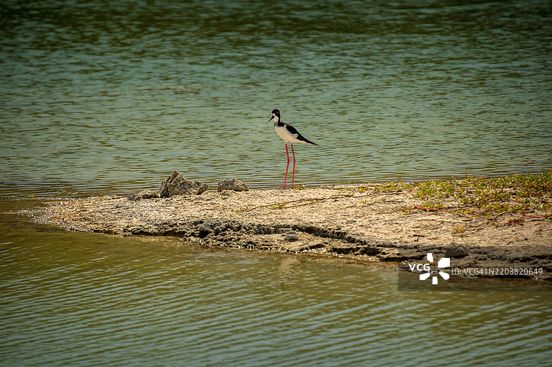 夏威夷鹬是一种濒危的夏威夷鸟类。图片素材