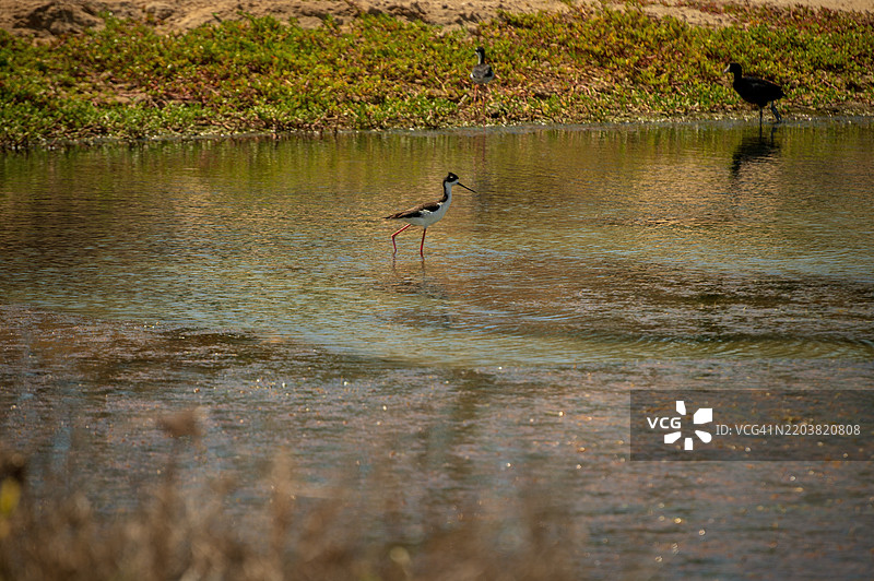 夏威夷鹬是一种濒危的夏威夷鸟类。图片素材