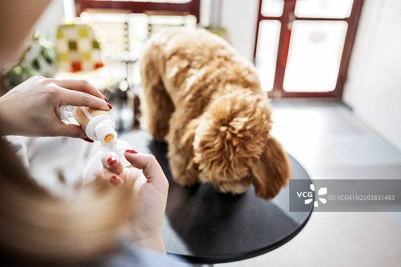 狗美容师温柔地清洁小狗的耳朵和眼睛图片素材