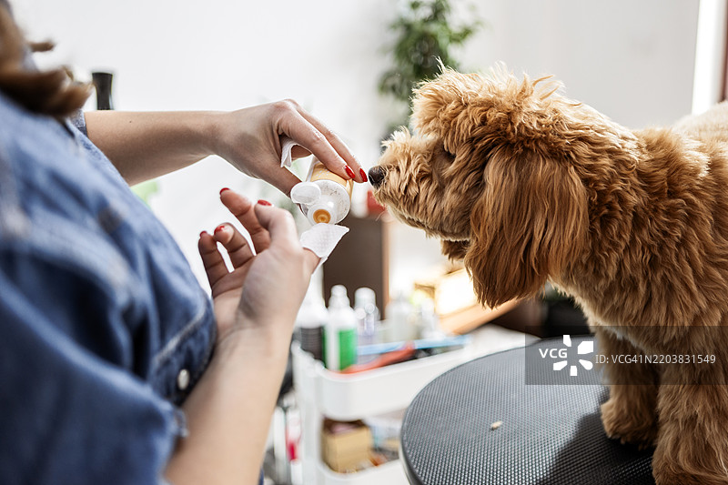 专业狗美容师在美容沙龙为狗清洁耳朵图片素材