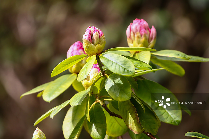 杜鹃花蕾和花朵特写细节图片素材