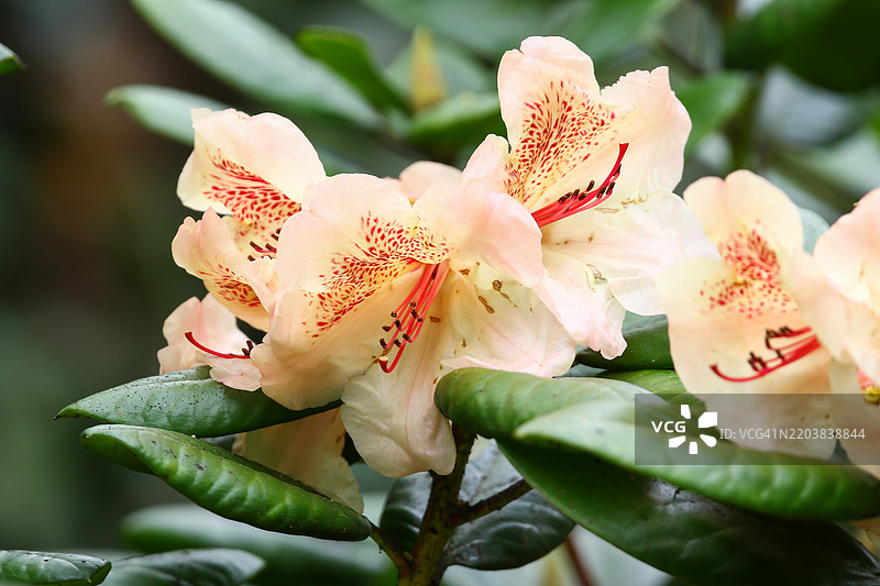 杜鹃花蕾和花朵特写细节图片素材
