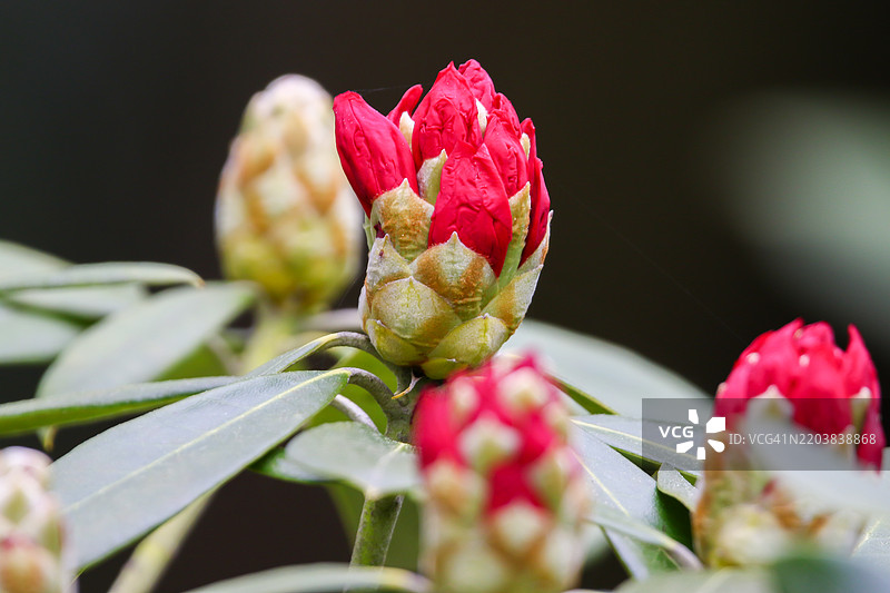 杜鹃花蕾和花朵特写细节图片素材