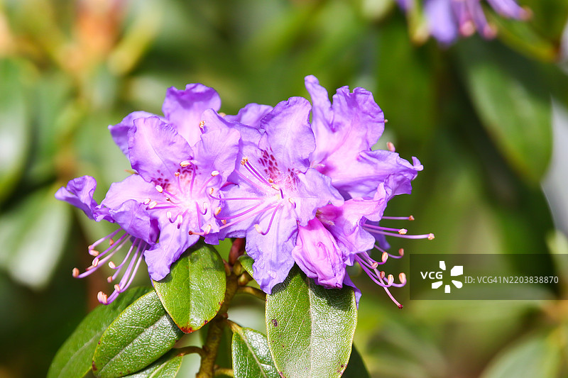 杜鹃花蕾和花朵特写细节图片素材