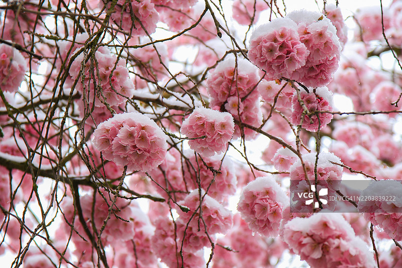 被雪覆盖的樱花展示自然之美图片素材