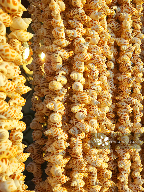 海螺壳装饰品图片素材