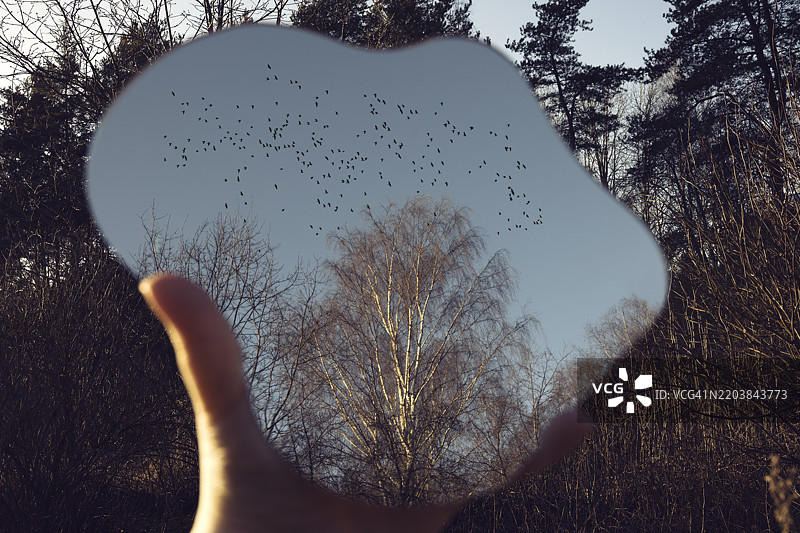 手握镜子，森林和天空中飞翔的鸟儿在云朵形状的镜子中倒映，日落时分，户外场景图片素材