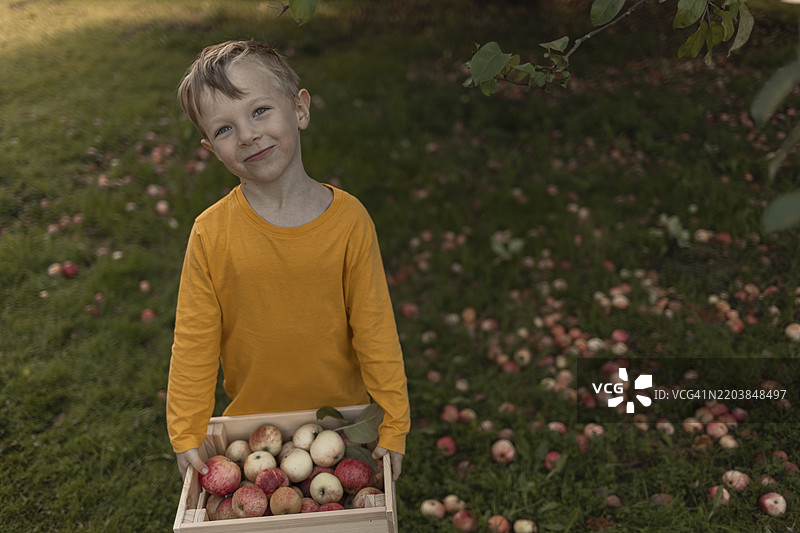 可爱微笑的男孩在果园里抱着装满苹果的盒子图片素材
