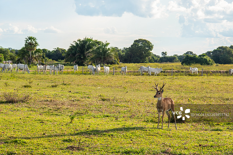 潘塔纳尔的潘帕斯鹿与内罗尔牛图片素材