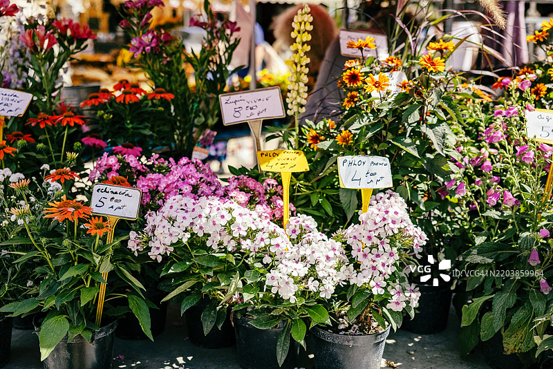 花卉市场图片素材