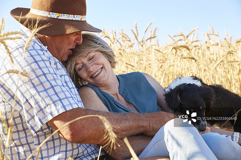 恩爱老年夫妇在阳光明媚的日子里与狗狗一起在麦田中放松图片素材