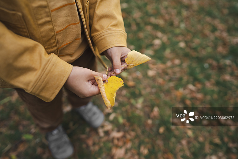 男孩在公园里手里拿着秋天的树叶图片素材