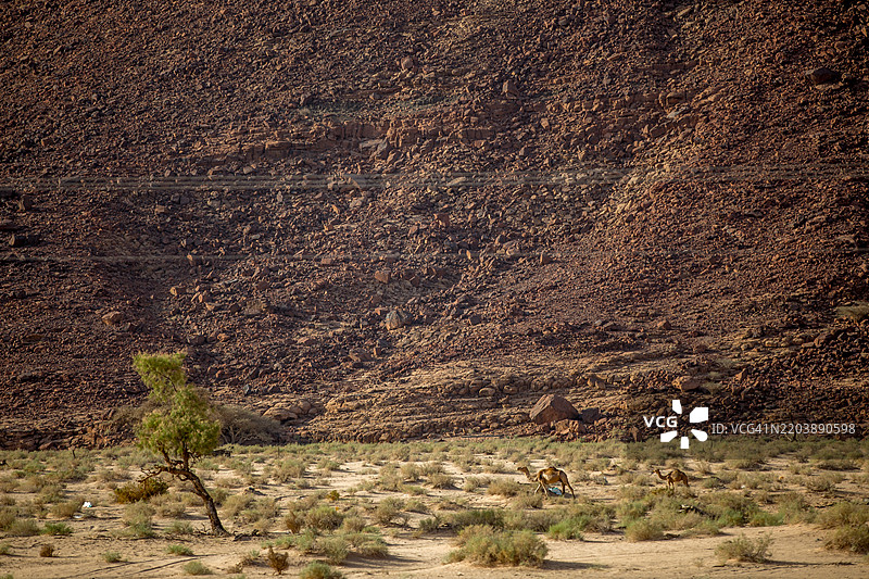 瓦迪阿尔迪萨图片素材