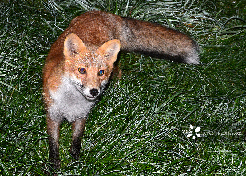 阿拉斯加科迪亚克国家野生动物保护区夜间草丛中的红狐特写。图片素材