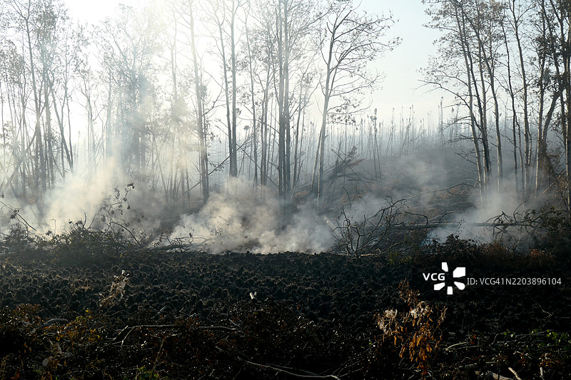 阿拉斯加基奈国家野生动物保护区因森林火灾而烧毁的森林图片素材