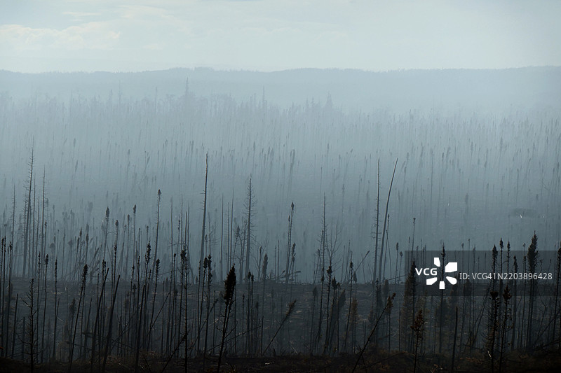 阿拉斯加基奈国家野生动物保护区的野火烧毁的森林图片素材