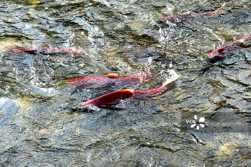 在阿拉斯加的丘吉尔国家森林中，红鲑鱼游向上游的特写镜头图片素材