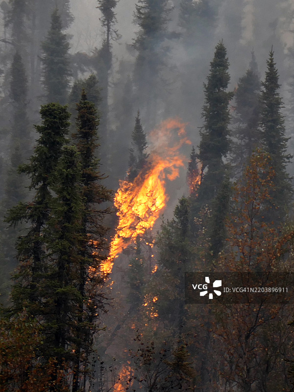 阿拉斯加基奈国家野生动物保护区一棵被火焰吞噬的树木图片素材