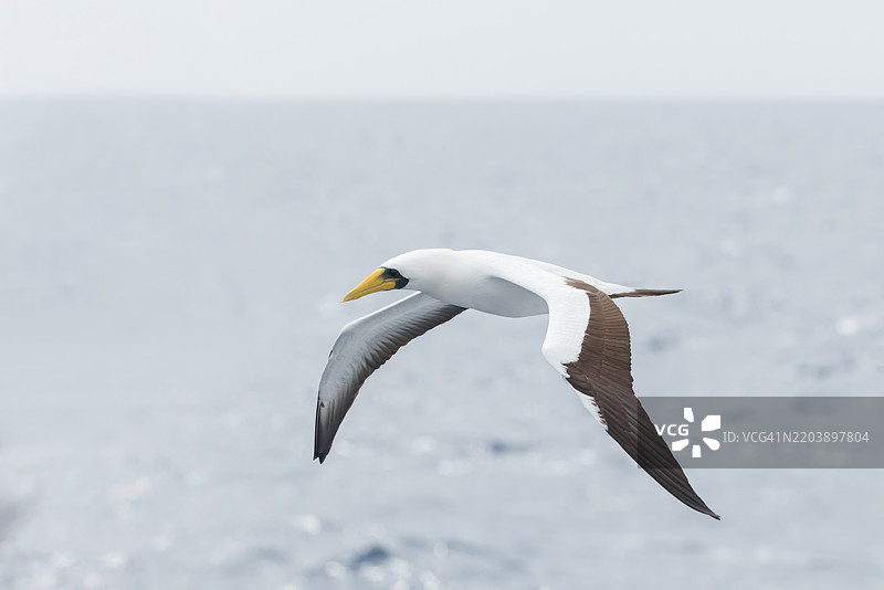 面具鲣鸟 (Sula dactylatra)图片素材
