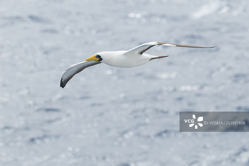 面具鲣鸟 (Sula dactylatra)图片素材
