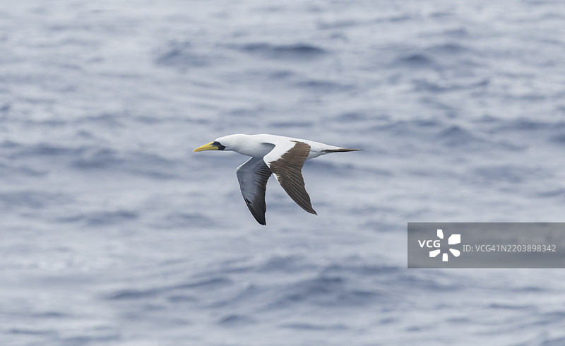 面具鲣鸟 (Sula dactylatra)图片素材
