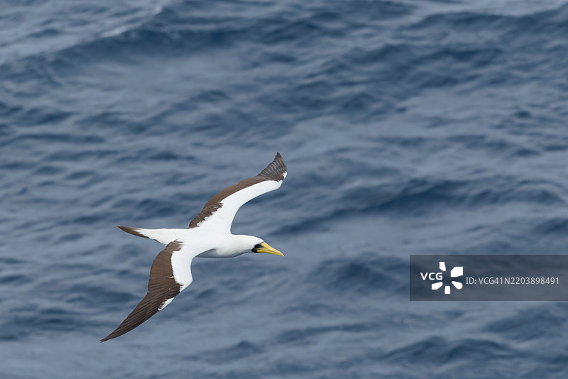 面具鲣鸟 (Sula dactylatra)图片素材