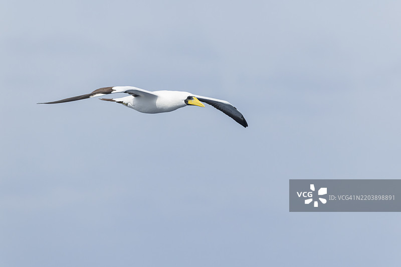 面具鲣鸟 (Sula dactylatra)图片素材