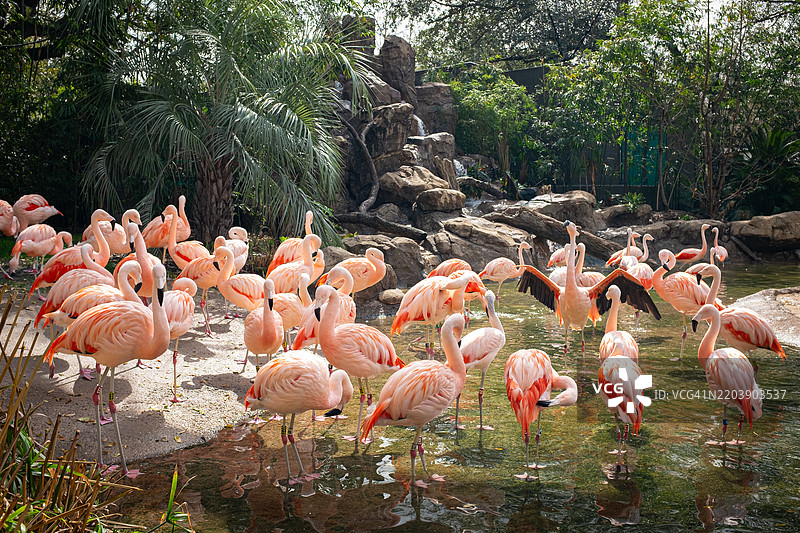 休斯顿动物园野生动物：聚焦火烈鸟 – 展示动物园的保护工作和鸟类之美。图片素材