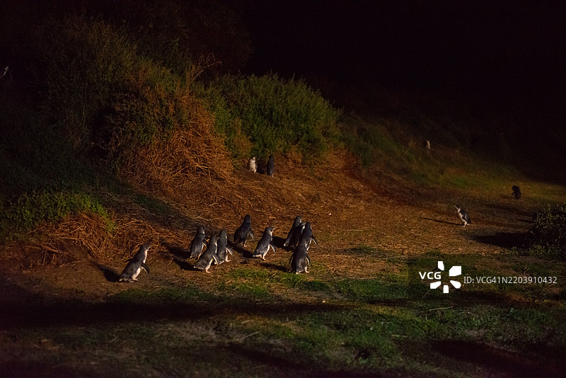 澳大利亚墨尔本菲利普岛的企鹅游行。图片素材