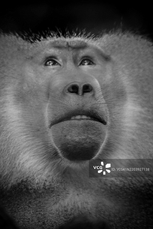 黑白色的动物园里一只雌性大猩猩的肖像图片素材