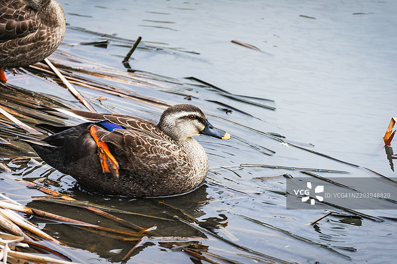 棕色鸭子在河里，橙色的脚。图片素材