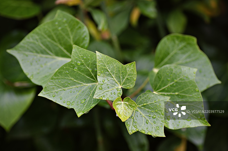 常春藤图片素材